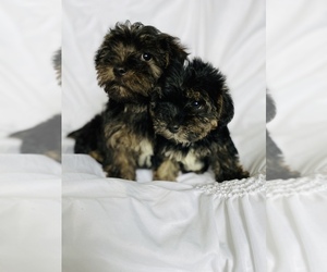 Poodle (Standard)-Yorkshire Terrier Mix Puppy for sale in COOKEVILLE, TN, USA