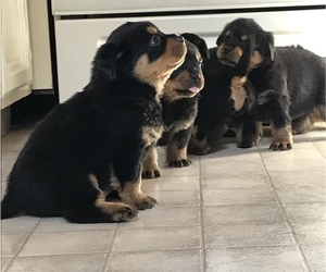 Rottweiler Puppy for sale in PONTIAC, IL, USA