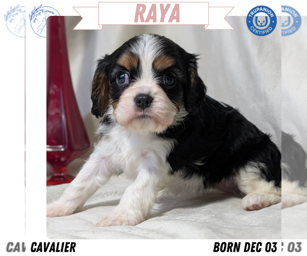Medium Photo #1 Cavalier King Charles Spaniel Puppy For Sale in GOSHEN, IN, USA