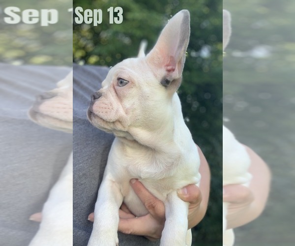 Medium Photo #4 French Bulldog Puppy For Sale in BREMEN, IN, USA