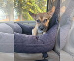 Clementine - Female German Shepherd Dog-Unknown Mix Dog for Adoption - Small photo