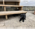 Small Photo #3 Labrador Retriever Puppy For Sale in NORTON SHORES, MI, USA