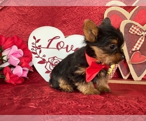 Yorkshire Terrier Puppy for sale in LANCASTER, PA, USA