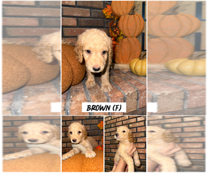 Medium Goldendoodle (Miniature)