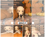 Puppy Brown Goldendoodle (Miniature)
