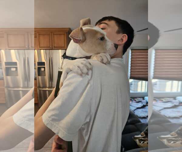 Medium Photo #3 Mutt Puppy For Sale in Woodbury, NY, USA