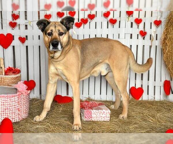 Medium Photo #1 German Shepherd Dog-Unknown Mix Puppy For Sale in West Valley, UT, USA