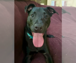 Small #17 American Staffordshire Terrier-Labrador Retriever Mix