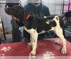 German Shorthaired Pointer Puppy for sale in BLMGTN, IN, USA