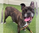 Small #1 Bull-Boxer