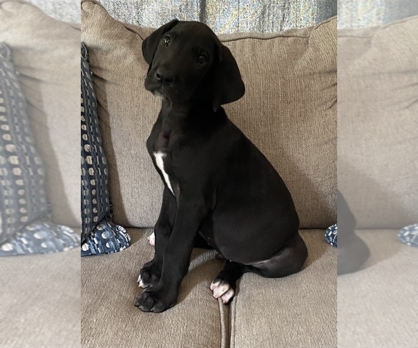 Medium Photo #12 Great Dane Puppy For Sale in CLOVER, SC, USA