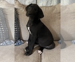 Small Photo #12 Great Dane Puppy For Sale in CLOVER, SC, USA
