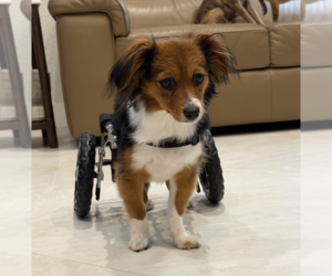 Chiweenie Dogs for adoption in Weston, FL, USA