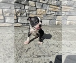Small Photo #4 Boston Terrier Puppy For Sale in LYNNWOOD, WA, USA