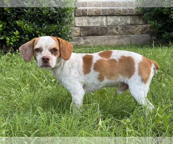 Medium Photo #7 Jack-A-Bee Puppy For Sale in PIPE CREEK, TX, USA