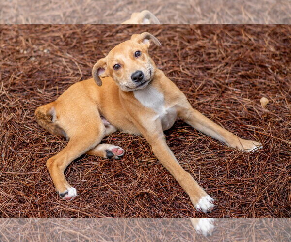 Medium Photo #4 Carolina Dog-Unknown Mix Puppy For Sale in Hilton Head, SC, USA