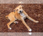 Small #3 Carolina Dog Mix
