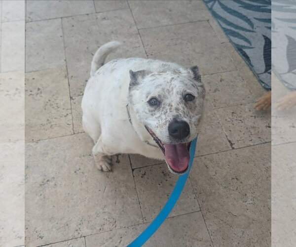 Medium Photo #3 Mutt Puppy For Sale in Rosenberg, TX, USA