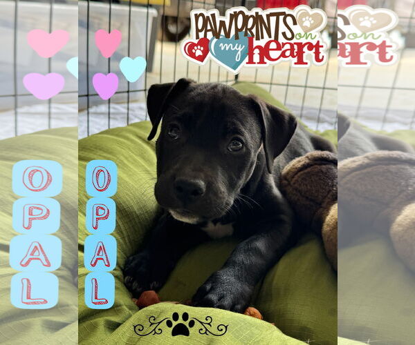 Medium Photo #2 Bullypit Puppy For Sale in Riverside, CA, USA
