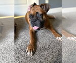 Small Boxer
