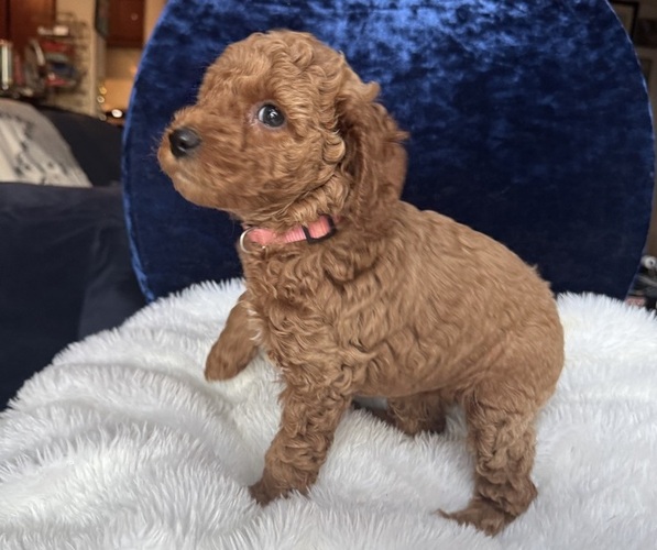 Medium Photo #58 Goldendoodle (Miniature) Puppy For Sale in SAN FERNANDO, CA, USA