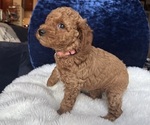Small Photo #58 Goldendoodle (Miniature) Puppy For Sale in SAN FERNANDO, CA, USA