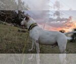 Small #3 Olde Bulldog