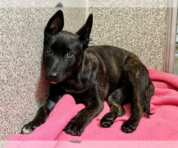 Medium Photo #1 Mutt Puppy For Sale in Santa Rosa, CA, USA