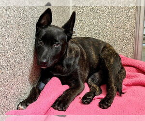 Mutt Dogs for adoption in Santa Rosa, CA, USA