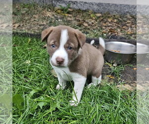 Eeny - Female Mutt Dog for Adoption