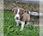 Eeny - Female Mutt Dog for Adoption - Small photo