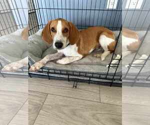 Mutt Dogs for adoption in Holly Springs, NC, USA