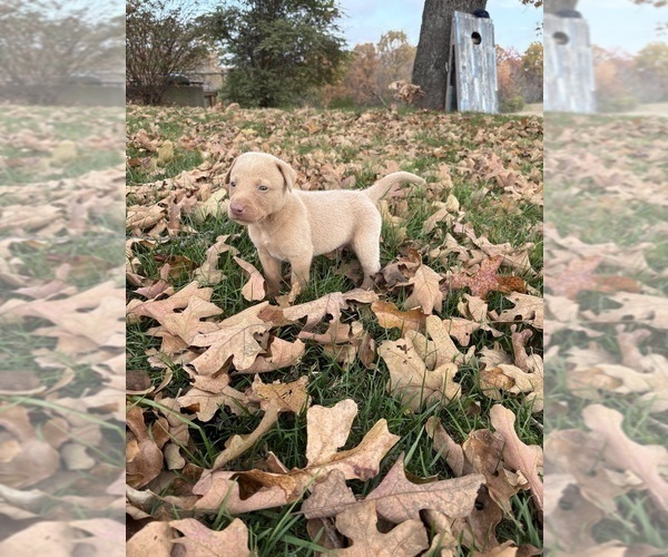 Medium Photo #22 Labrador Retriever Puppy For Sale in LEASBURG, MO, USA