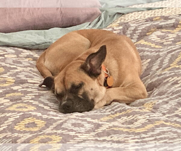 Medium Photo #5 Boxer Puppy For Sale in The Woodlands, TX, USA
