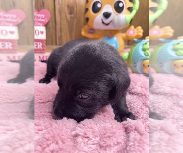 Medium Photo #13 Labrador Retriever Puppy For Sale in NEOLA, WV, USA