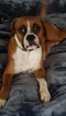 Small Photo #1 Boxer Puppy For Sale in LAKELAND, FL, USA