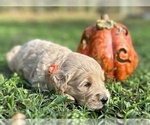 Small Photo #13 Goldendoodle Puppy For Sale in CROCKETT, TX, USA