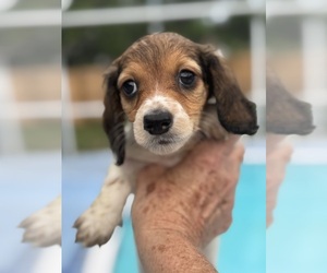 Medium Dachshund