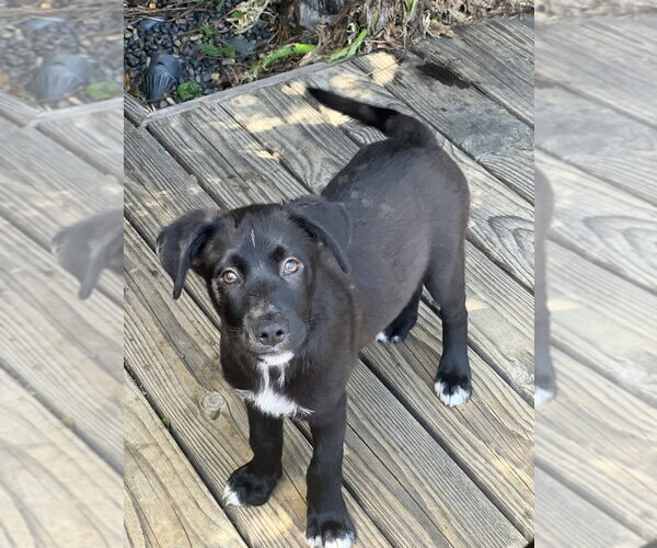 Medium Photo #4 Labrador Retriever-Unknown Mix Puppy For Sale in Dana Point, CA, USA