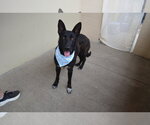 Small #2 German Shepherd Dog Mix