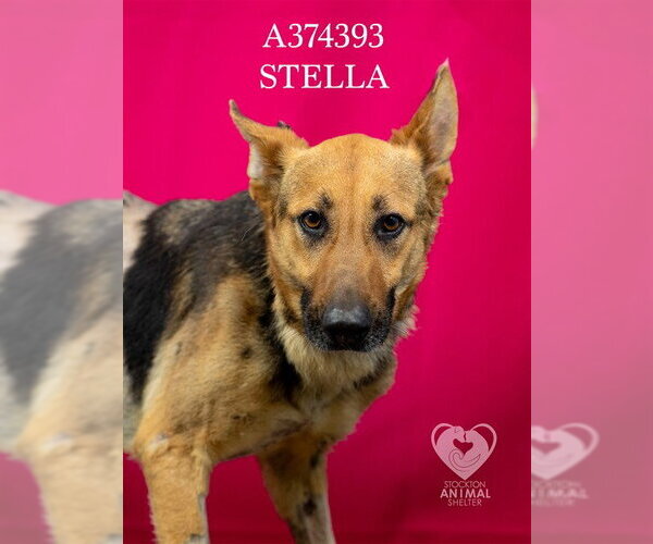 Medium Photo #2 German Shepherd Dog Puppy For Sale in Stockton, CA, USA