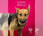 Small #1 German Shepherd Dog