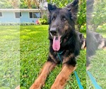 Small #10 German Shepherd Dog