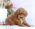 Small #4 Goldendoodle (Miniature)