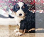 Small #1 Bernese Mountain Dog