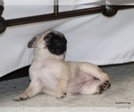 Small #3 Pug