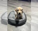 Small #8 Labrador Retriever
