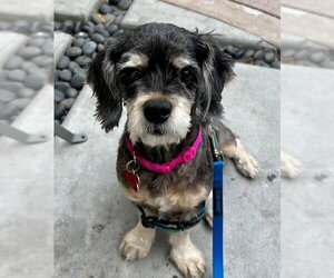 Cocker Spaniel-Unknown Mix Dogs for adoption in San Diego, CA, USA