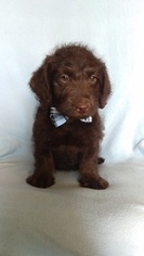 Labradoodle Puppy for sale in EDEN, PA, USA