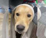 Small #2 Golden Labrador